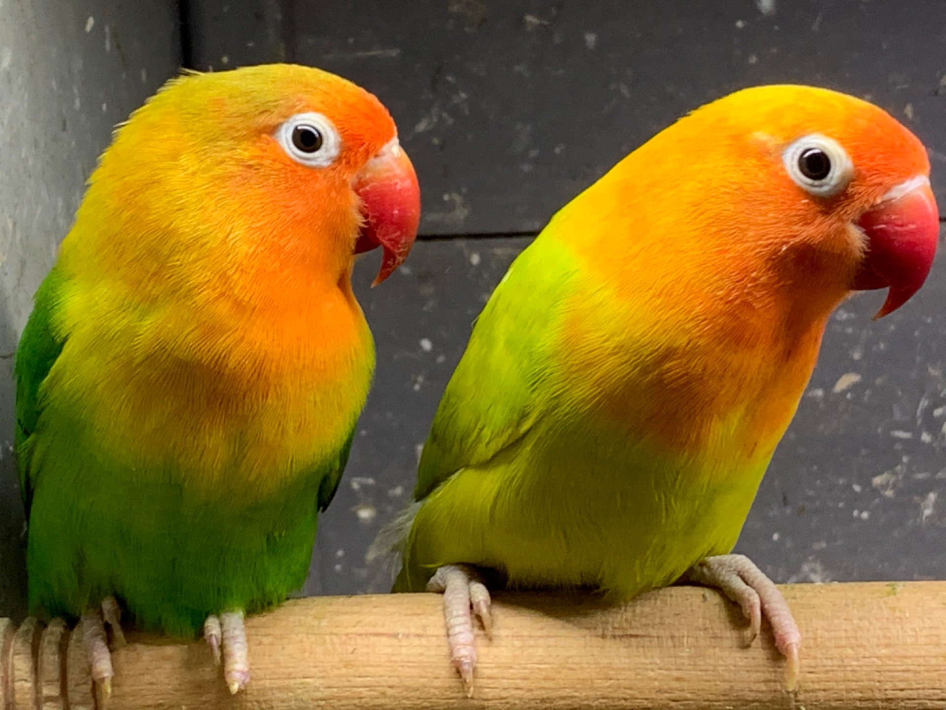 Нерозлучники: розвіюємо міф про обов'язкову пару