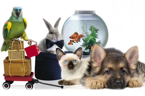 Товары для животных: как выбирать правильно и не переплачивать